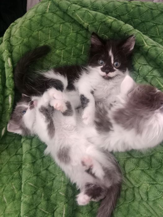 отдам игривых котят