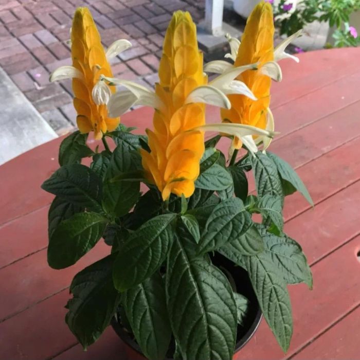 Продам Пахистахис