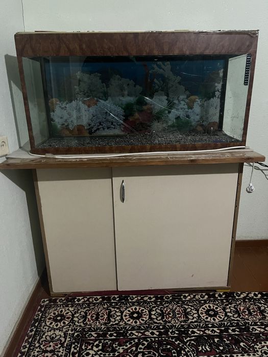 Аквариум холати уртача.