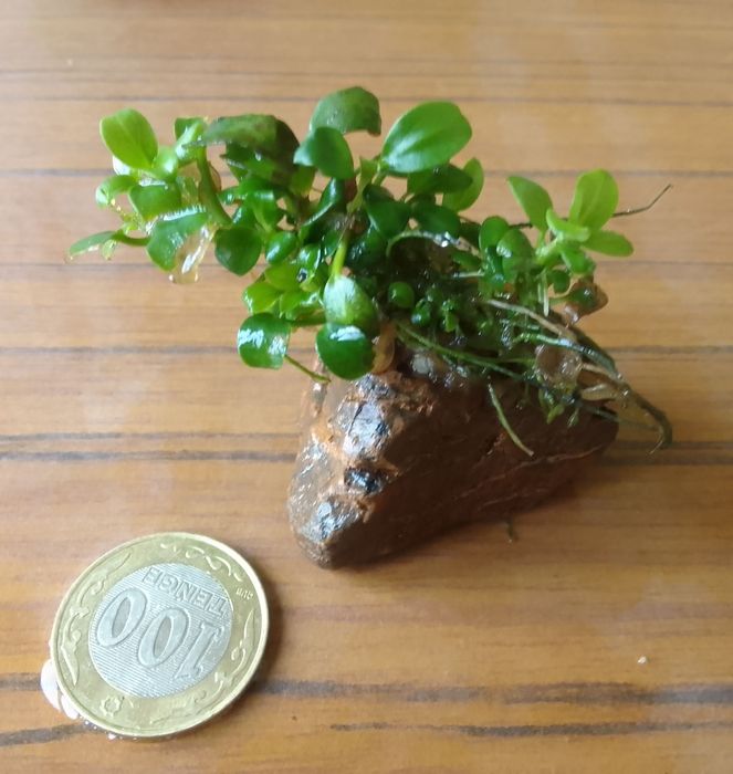 Продаю анубиас бонсай