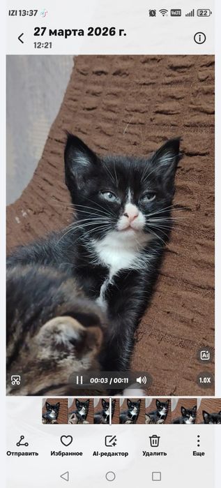 Котята, отдам в добрые руки