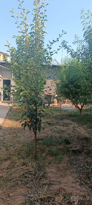 Уй сотилади 62000 $.Келишилади.