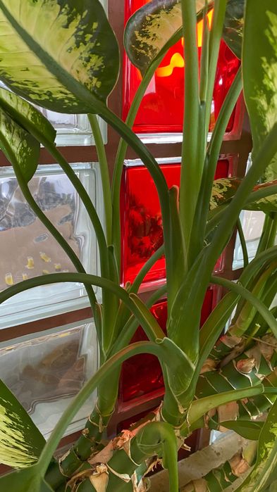 Plante de interior - Dieffenbachia