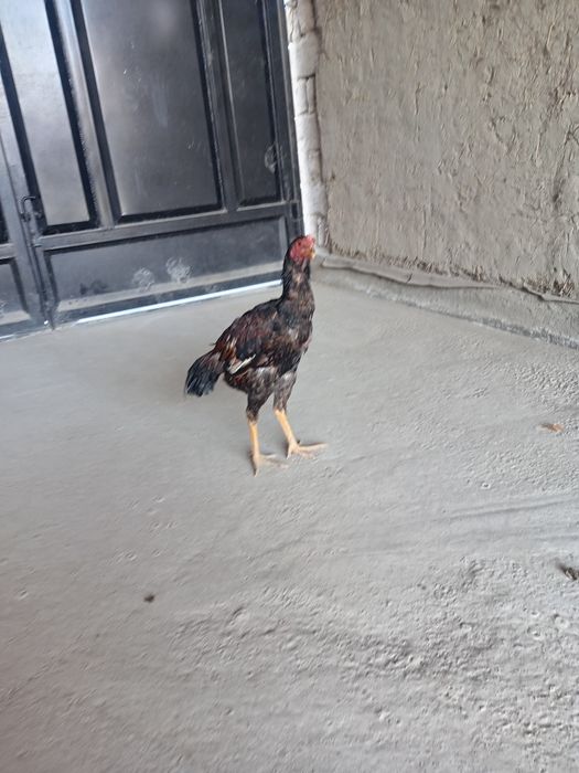 Куланги тоза зотли