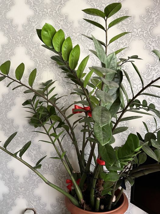 Долларовое дерево (Замиокулькас)