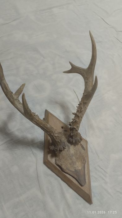 Кийик Шохи оригинал нархи 999999 сум