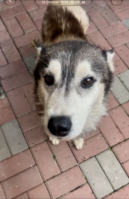 Потерялась собака хаски