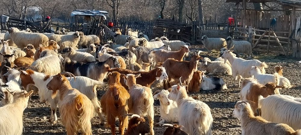 Vand sau schimb capre pe vaci si vitei