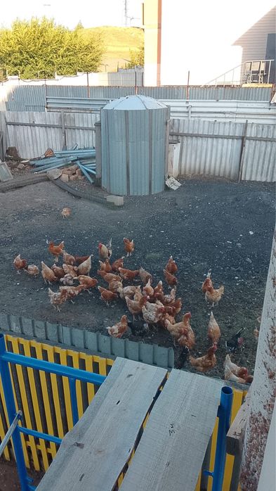 Продам куриц ломан браун несушки