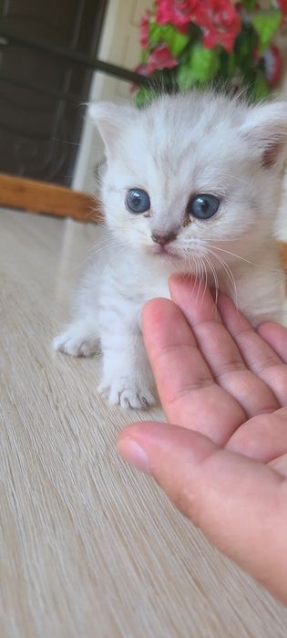 Serebritskiy shinshila mushukchamiz sotiladi