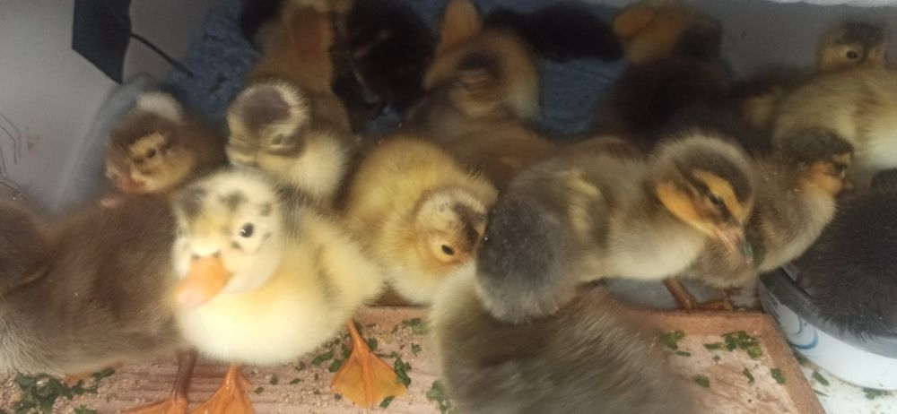 Vând rățuște/ boboci rata