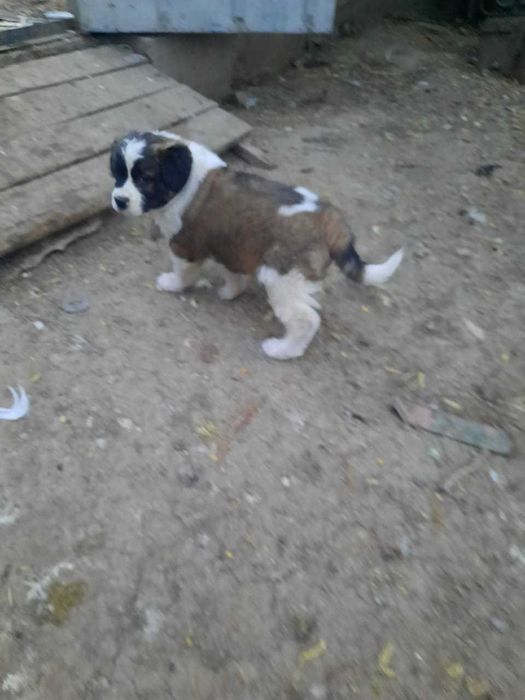 Московская Сторожевая продам щенка