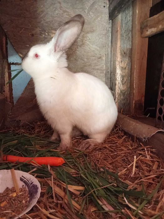 Vând iepuri uriaș de Transilvania