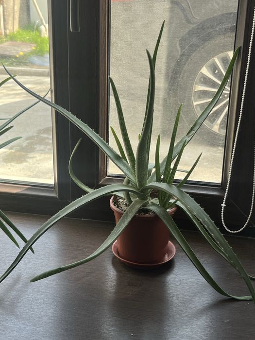 Комнатьное растение