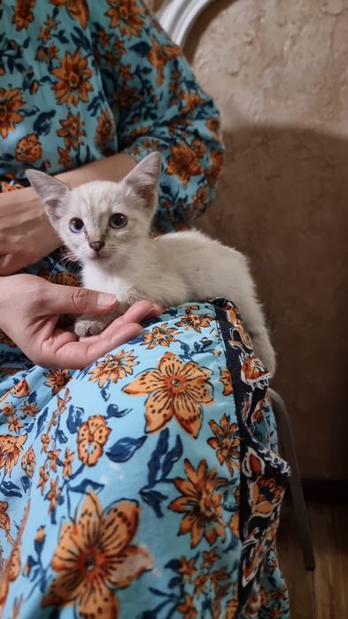 Домашние котята. Отдаю в заботливые любящие руки