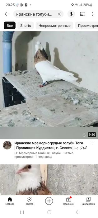 Иранец Тоги голубь