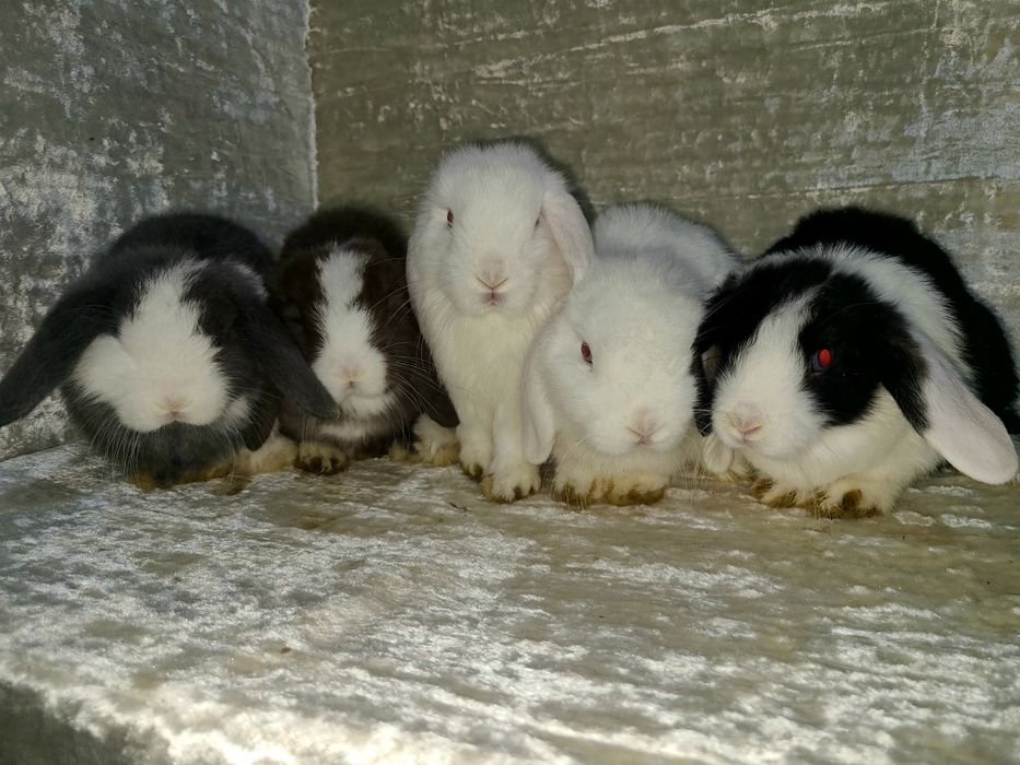 Karlik quyon bolalari sotiladi