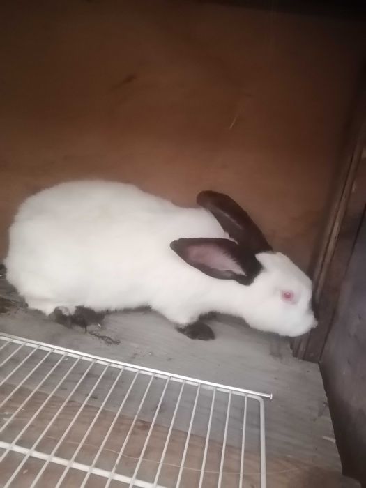 Iepuri californieni pui și femele  mature