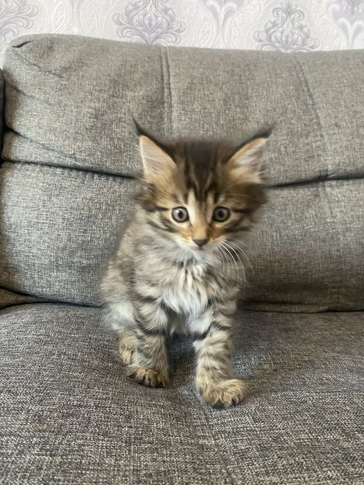 Котята помесь с мейн куном