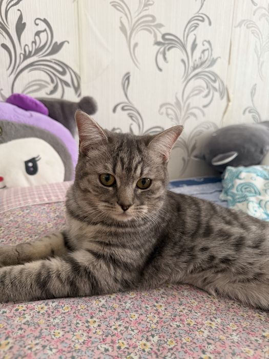 Отдам даром кошку