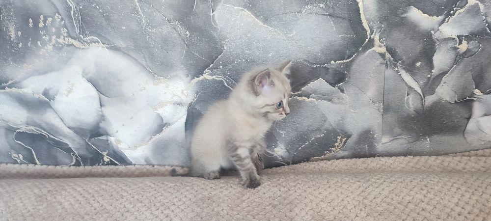 Отдам котёнка в добрые руки.