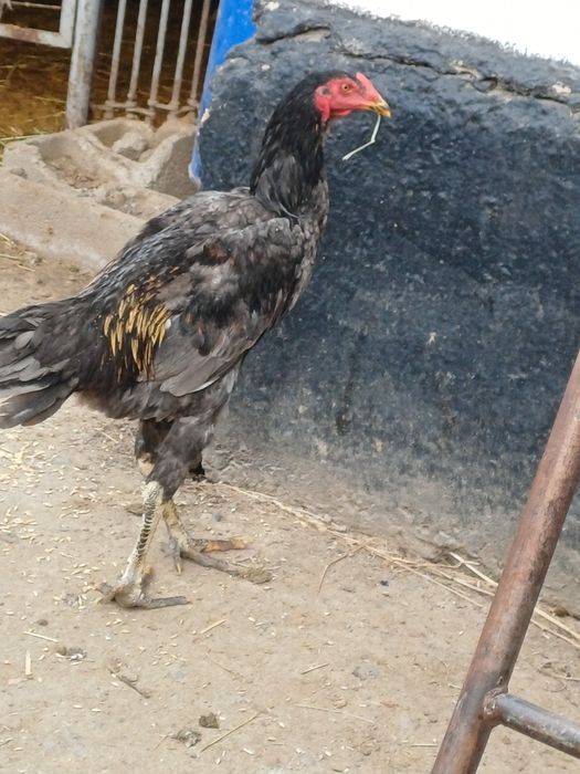 Дакан пепельный цвет