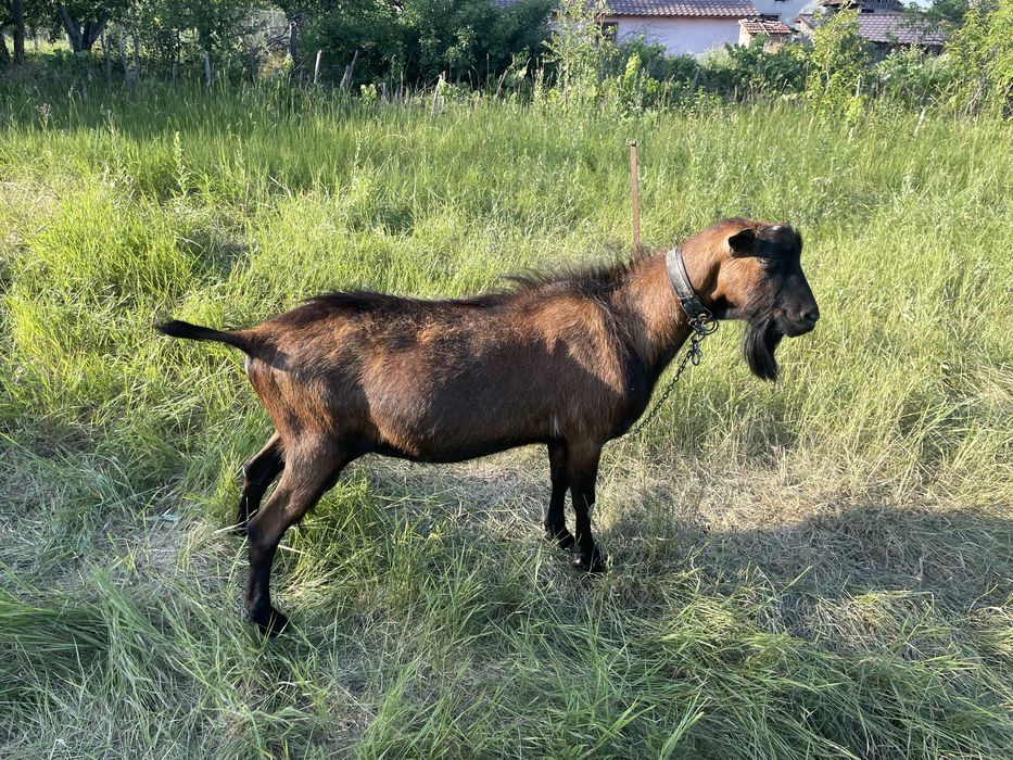 Schimb tap alpin francez