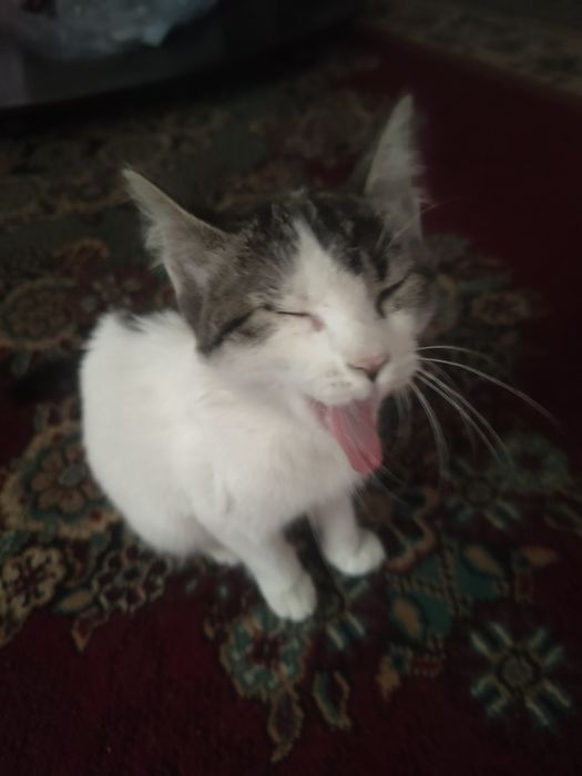 Отдадим котёнка в добрые руки