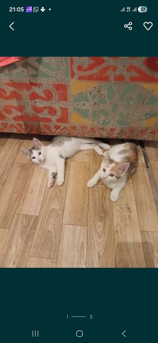 Отдам котят даром