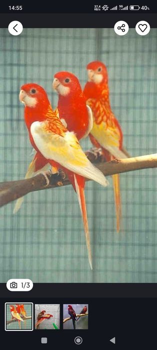 Кореллы волнистые кролики