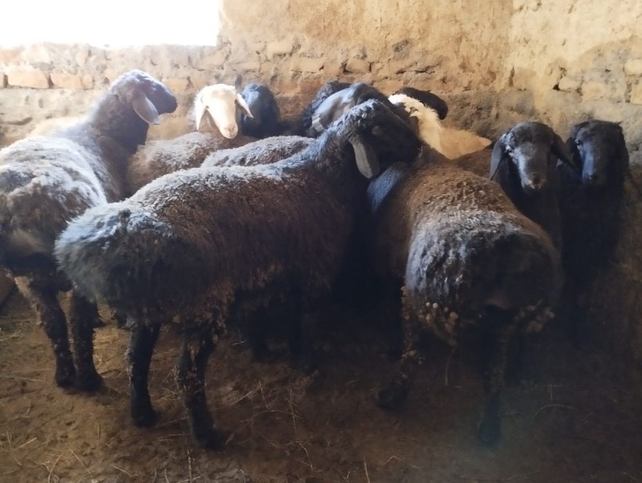 Қошқар бар семіз