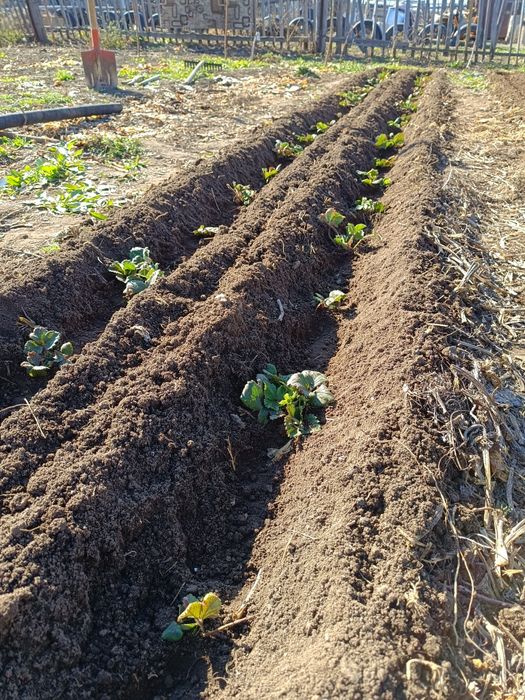 Саженцы клубники ремонтантной