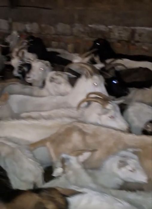 Capre de vanzare carpatine . Mai multe detalii la telefon