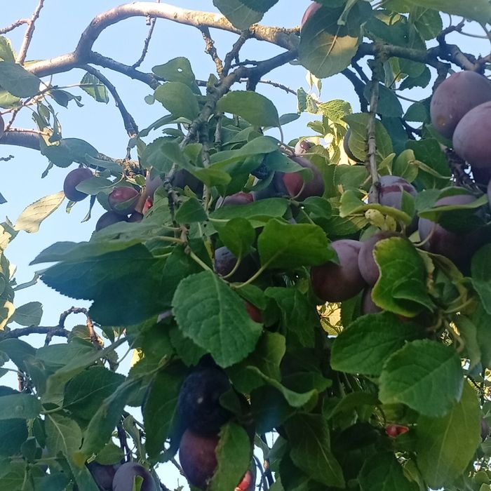 Prune de tuica si palinca cu transpotul gratuit la domiciliu