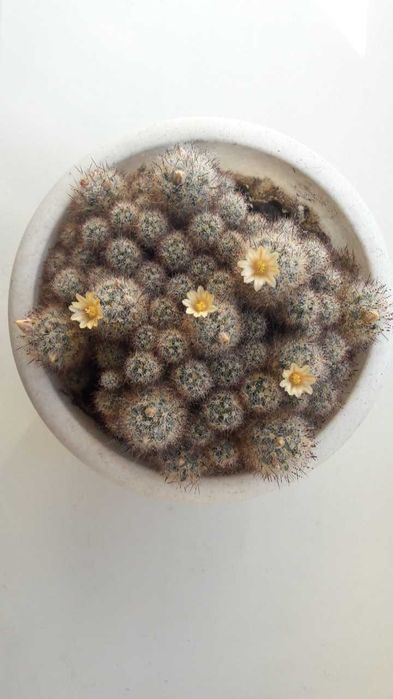 Кактусы (детки) продам