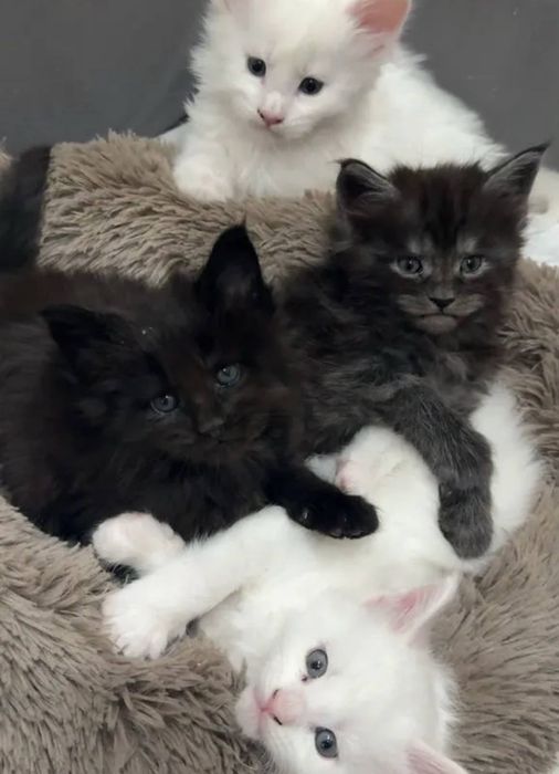 Готовы к брони котята мейнкуна