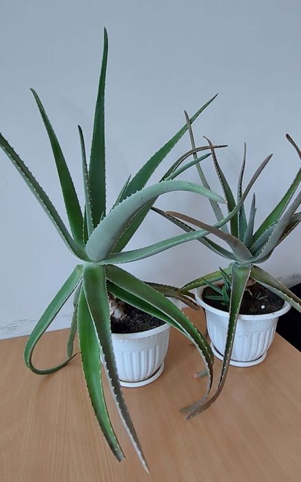 Продам алое 1-5лет