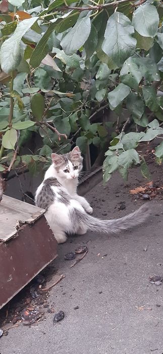 Donez pui de pisică