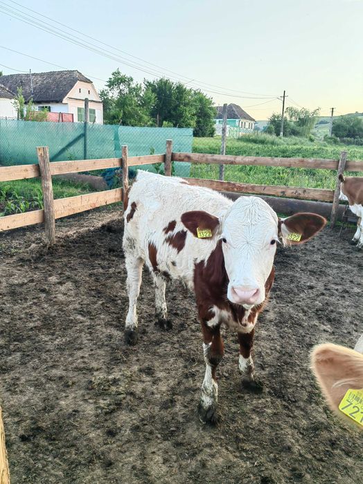Vitei disponibili