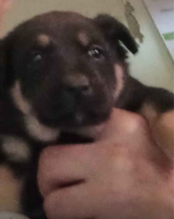 Щенки в добрые руки