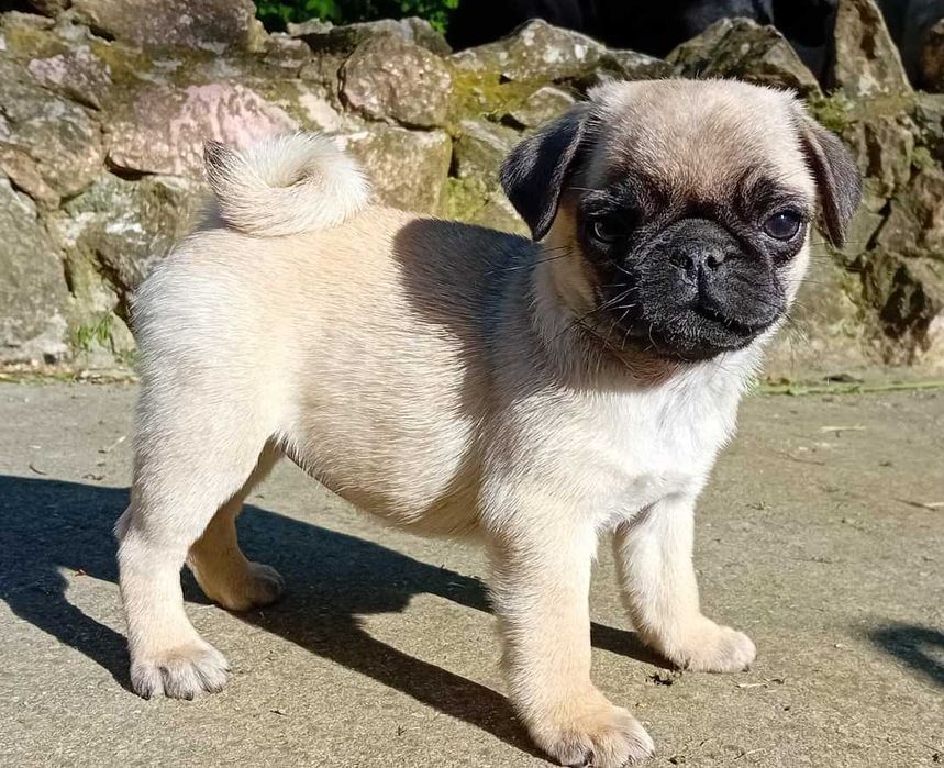 femela pug mops