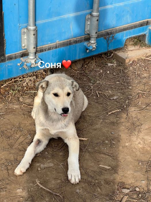 Щенки от мамы Хаски