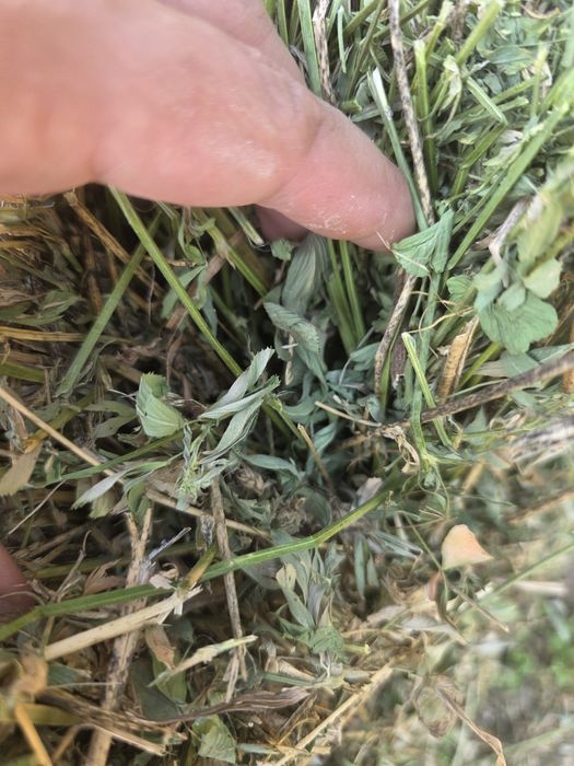 Lucerna coasa 3 si 4