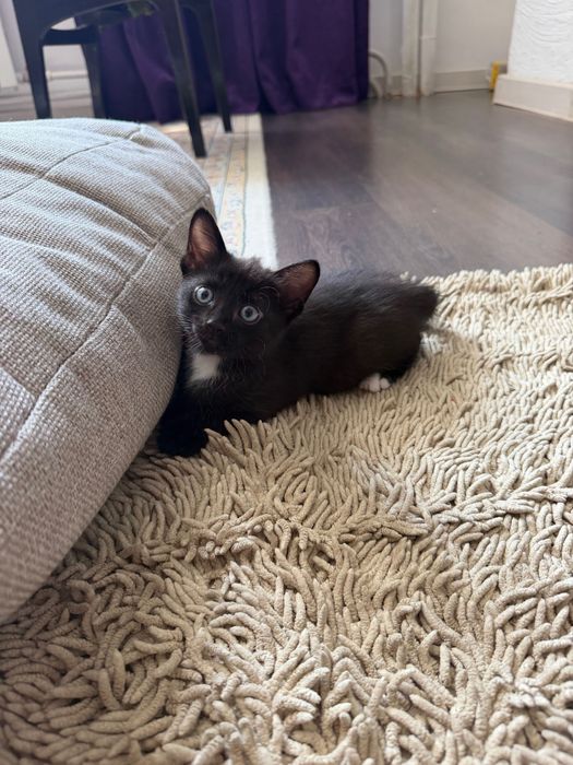 Отдам в добрые руки котенка