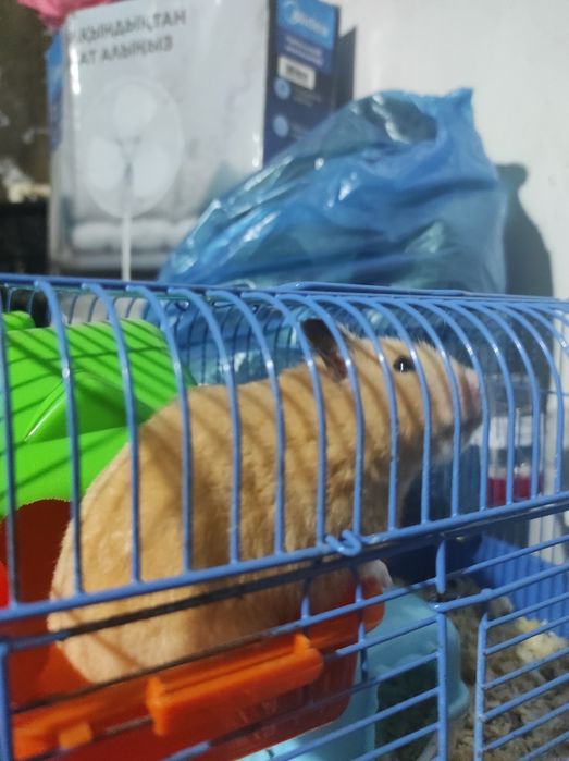 Продам клетку для хомяка.