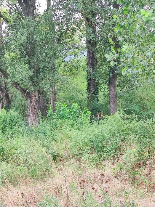 Продава се Парцел в Нова Загора - 980 кв.м за 17 €/кв.м - Снимка #3