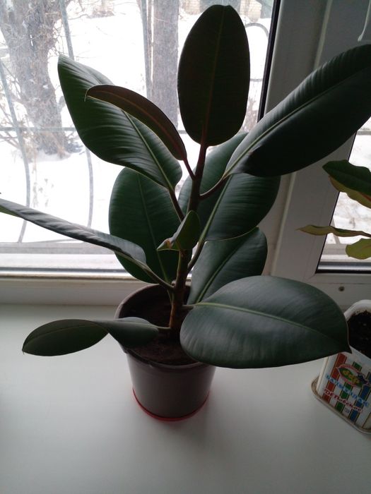 Комнатные растения - цветы