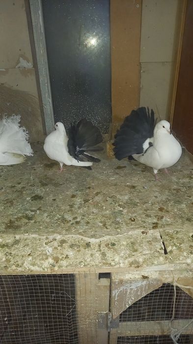 Голуби павлины кептер