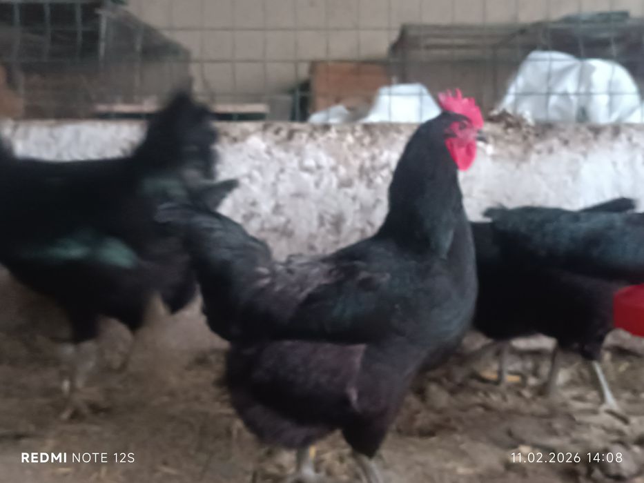 Qora shaxzoda gigant tuxum jo'jalariga zakaz olamiz