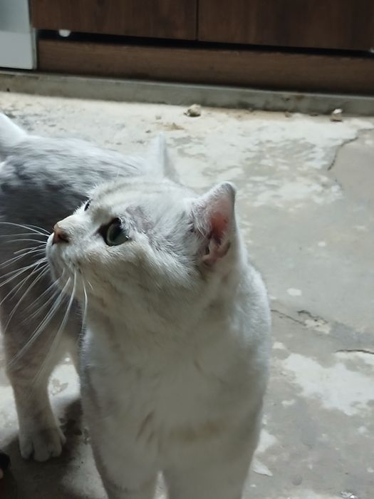 Пародистая кошка одам в хорошие руки